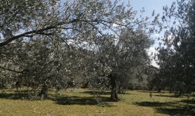 100 dönüm zeytinlik 4 milyon lira!