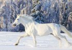 Dream Interpretation of Seeing a Horse, Riding a Horse, and Falling from a Horse