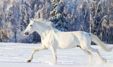 Dream Interpretation of Seeing a Horse, Riding a Horse, and Falling from a Horse