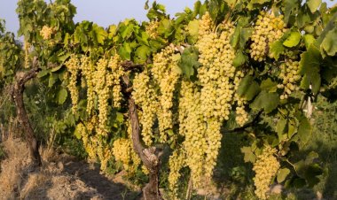 Turkey Sets Sights on $100 Million Export Target for Sultan Seedless Table Grapes