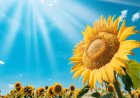 The Symbolism of Sunflowers in Dreams: Insights from Scholars