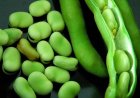 The Symbolism of Broad Beans in Dreams: Joy, Sorrow, and Spiritual Insights