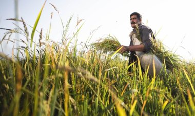 Tarlada Üretim, Pazarda Erişim Krizi: Tarımda Sürdürülebilirlik Tehlikede