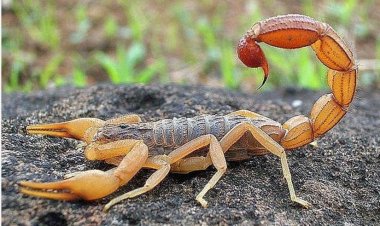 The Symbolism of Scorpions in Dreams: Insights from Classical Scholars