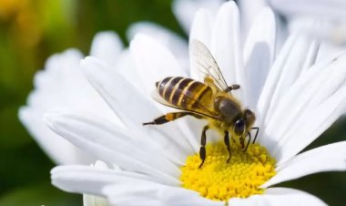 The Symbolism of Bees in Dreams: Comprehensive Interpretations