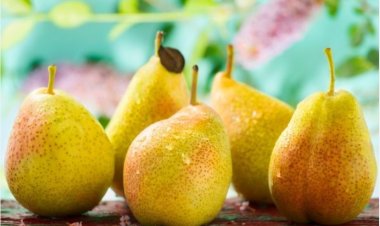 The Spiritual Symbolism of Pears in Dreams: Insights from Classical Islamic Scholars