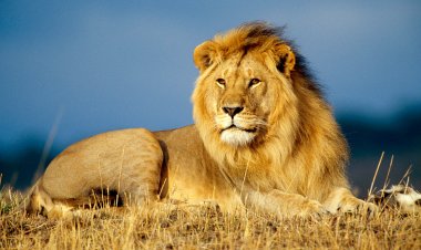 The Symbolism of Lions in Dreams: Insights from Islamic Scholars