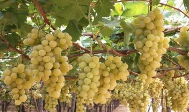 The Meaning of Grape Vines and Vineyards in Dreams: Insights from Islamic Scholars