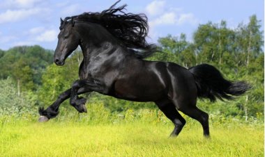 The Symbolism of Horses in Dreams: Insights from Classical Scholars