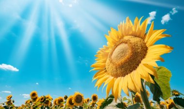 The Symbolism of Sunflowers in Dreams: Insights from Scholars