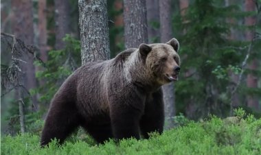 The Symbolic Meaning of Bears in Dreams: Interpretations and Insights