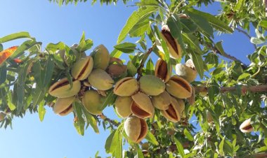 The Symbolic Meaning of Almonds in Dreams: Insights from Classical Scholars