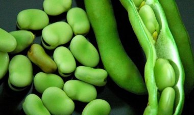 The Symbolism of Broad Beans in Dreams: Joy, Sorrow, and Spiritual Insights