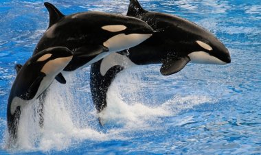 The Meaning of Whales in Dreams: Ancient Wisdom and Modern Insights