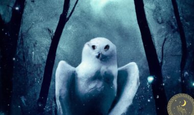 The Profound Symbolism of Owls in Dreams: Insights from Classical and Modern Perspectives