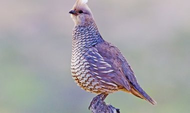 The Symbolic Meaning of Quails in Dreams: Insights from Classical and Modern Interpretations