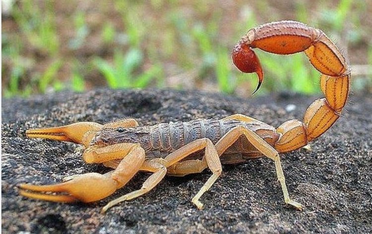 The Symbolism of Scorpions in Dreams: Insights from Classical Scholars