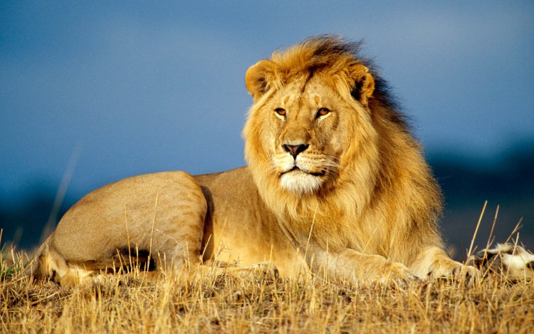 The Symbolism of Lions in Dreams: Insights from Islamic Scholars