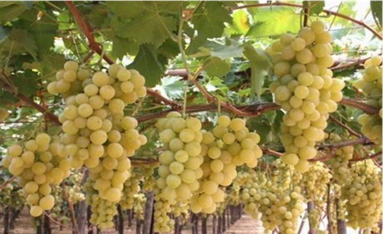 The Meaning of Grape Vines and Vineyards in Dreams: Insights from Islamic Scholars