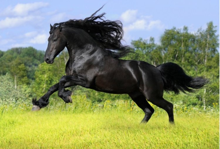 The Symbolism of Horses in Dreams: Insights from Classical Scholars