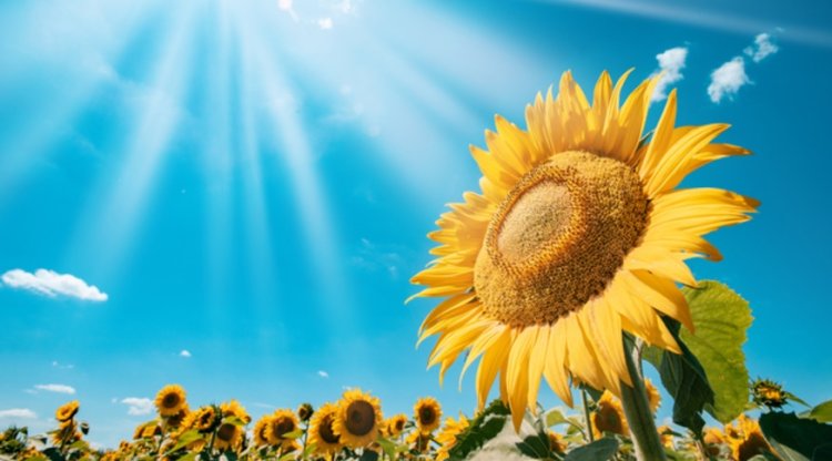 The Symbolism of Sunflowers in Dreams: Insights from Scholars