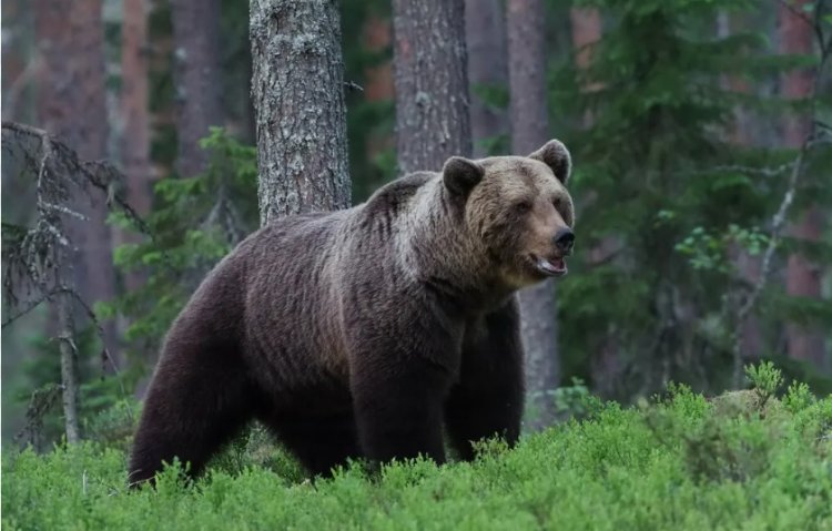 The Symbolic Meaning of Bears in Dreams: Interpretations and Insights