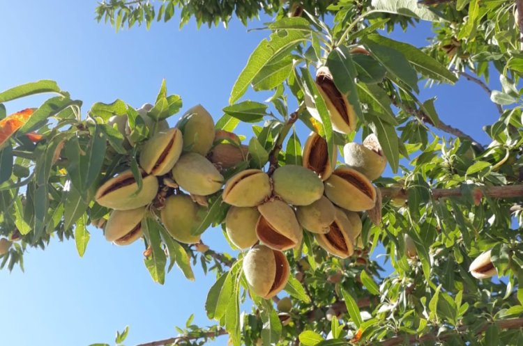 The Symbolic Meaning of Almonds in Dreams: Insights from Classical Scholars