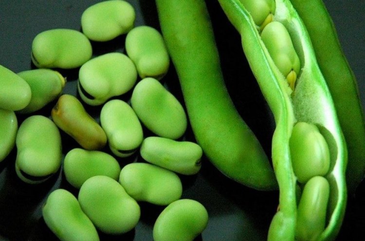 The Symbolism of Broad Beans in Dreams: Joy, Sorrow, and Spiritual Insights